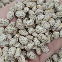 لوبیا ارتشی