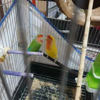 طوطی کوتوله یک جفت نر ماده فروشی|پرنده|بم, |دیوار