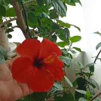 گل ختمی بزرگ