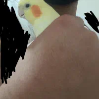 طوطی عروس هلندی لوتینو|پرنده|ارومیه, |دیوار