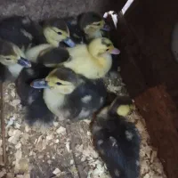 جوجه اردک اسراییلی