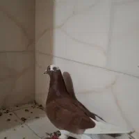 فروش کبوتر
