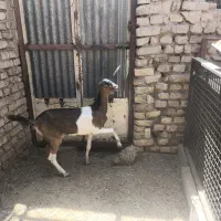 بز با کره