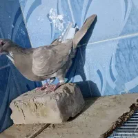 نر پلنگ|پرنده|نیمروز, |دیوار