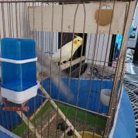 نروماده عروس هلندی|پرنده|ازنا, |دیوار