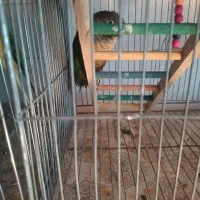 گرینچیک|پرنده|کردکوی, |دیوار