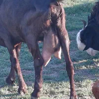 بز دوقلوزا|حیوانات مزرعه|گتوند, |دیوار