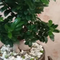 گلدان سامبای|گل و گیاه طبیعی|تهران, سازمان برنامه جنوبی|دیوار