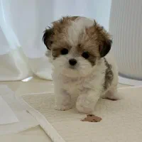 مالتیز عروسکی|سگ|سنندج, |دیوار