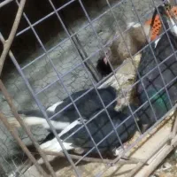 دمسفید|پرنده|شوشتر, |دیوار