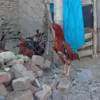 خروس لاری و مرغ لاری