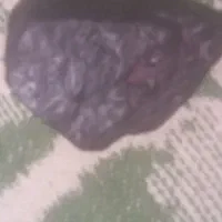 سنگ. مشکوک.به.شهاب