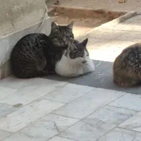 گربه dsh|گربه|رباط‌کریم, رباط‌کریم|دیوار