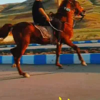 اسب|اسب و تجهیزات اسب‌سواری|هریس, |دیوار