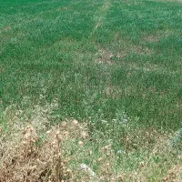زمین کشاورزی جاده کارخانه سیمان7800