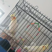 جفت تخم گزار عروس هلندی