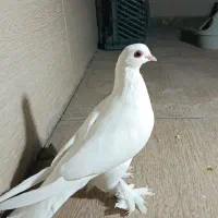 کبوتر تلف شده کفتر|پرنده|تبریز, |دیوار