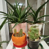 صندلی راک و استند گل به همراه گل ها|صندلی و نیمکت|شاهرود, |دیوار