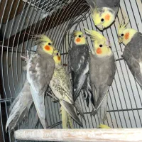 عروس هلندی نر و ماده