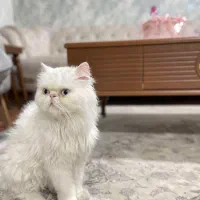 گربه پرشین اصل|گربه|مراغه, |دیوار