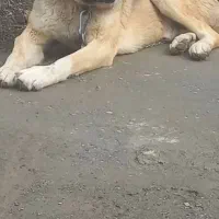 واگذاری توله پژدر