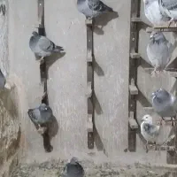 کبوتر جوجه پلاکی|پرنده|مشهد, طبرسی شمالی|دیوار