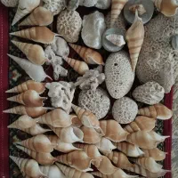 مرجان و صدف دریایی
