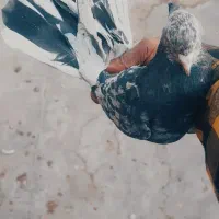 کبوتر پرشی کفتر