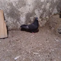 طوقی|پرنده|نمین, |دیوار