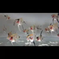 آنجل کوی ماربل ریز|ماهی|قم, نوقطار|دیوار