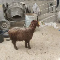 بره نر|حیوانات مزرعه|شوشتر, |دیوار