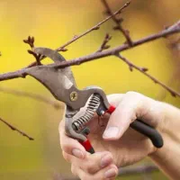 هرس انواع درختان