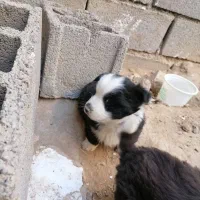 توله اشپیدز|سگ|مشهد, تبادکان|دیوار