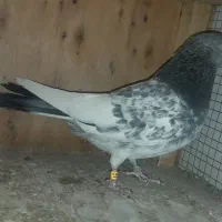 دو عدد نر پاکستانی