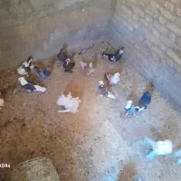 کبوترنقش