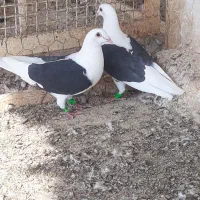 فروش کبوتر|پرنده|بوشهر, |دیوار