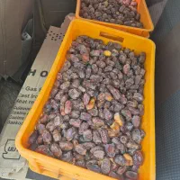 خرمای کبکباب|خوردنی و آشامیدنی|شیراز, خلیلی|دیوار