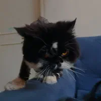 گربه پرشین نر