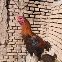 تخم مرغ لاری و جوجه لاری