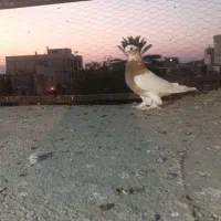 کفتر|پرنده|شیراز, محراب|دیوار