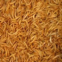 میلورم سوپر ورم زنده خشک