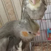 دو عدد عروس هلندی اهلی