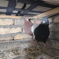 کفتر|پرنده|مشهد, شهید قربانی|دیوار