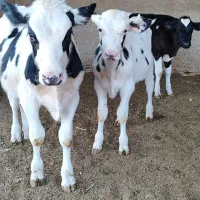 گوساله نر درجه1