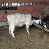 بز ماده و بزقاله نر|حیوانات مزرعه|سیمین شهر, |دیوار