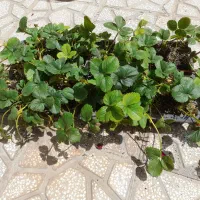 بوته توت فرنگی