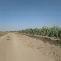 فروش ذرت علوفه ای دامی  سر زمین