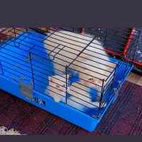 گربه پرشین همراه با دوتا بچه|گربه|گرگان, |دیوار