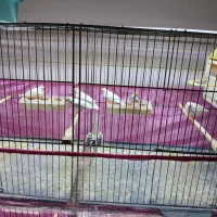 فنج مولد تعداد تضمینی