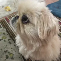 پکینیز ماده